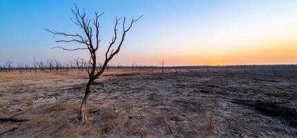 A dead tree in the middle of a burnt field photo