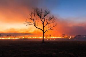 A tree stands in the middle of a field with flames behind it photo