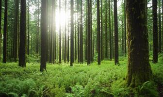A forest with tall trees and green grass photo