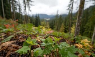 A small plant growing in the forest with trees and mountains in the background photo