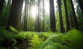 A forest with tall trees and ferns photo