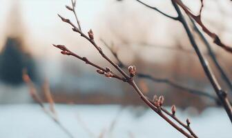 A close up of a branch with some leaves photo