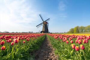 Tulip field with windmill in the background photo