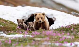 A bear and her cubs are walking through a field photo