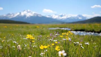 Wildflowers in the meadow with mountains in the background photo