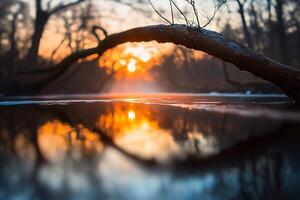 A tree branch is reflected in the water at sunset photo