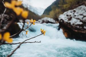 Yellow flowers in front of a waterfall photo