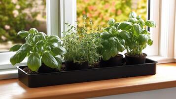 A window sill with three potted herbs photo