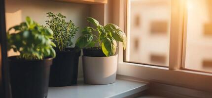 Three potted plants on a window sill photo