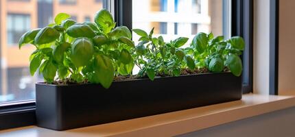 A window box filled with herbs on a window sill photo