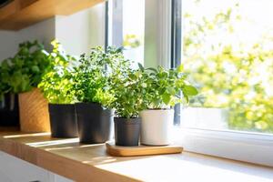 Herbs in pots on a window sill photo