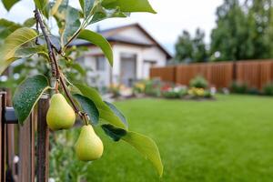 A pear tree is growing on a fence in a yard photo