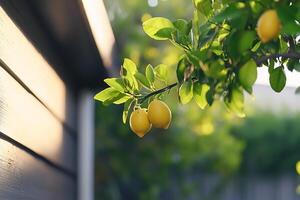 A lemon tree with fruit hanging from it photo