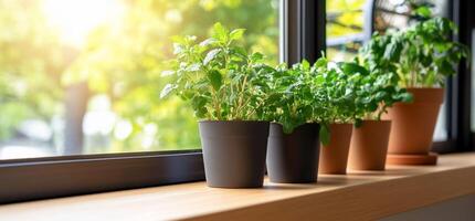 Three pots of herbs are on a window sill photo