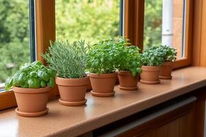 A row of pots with herbs on a window sill photo