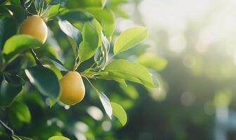 Lemon tree with ripe fruit on it photo