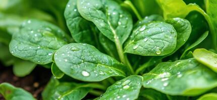 A close up of spinach leaves with water droplets photo