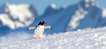 A penguin is walking on the snow covered ground photo