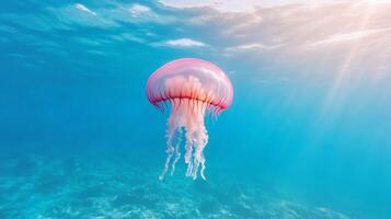 A pink jellyfish floating in the ocean photo