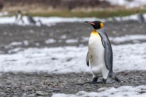 A penguin standing on a snowy ground with other penguins in the background photo