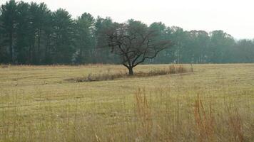 The valley Forge view with the meadows and woods in the USA photo