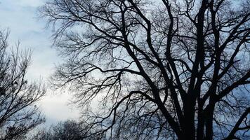 The bare branches trees view with the blue sky as background in winter photo