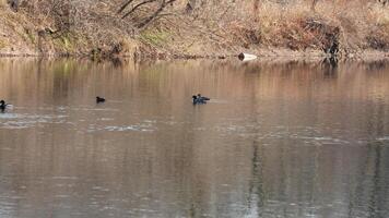 The wild ducks swimming in the river with the sunset reflection on the water surface photo