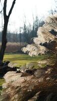 The wild soft reeds view undet the sunset sunlight in winter photo