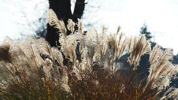 The wild soft reeds view undet the sunset sunlight in winter photo