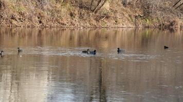 The wild ducks swimming in the river with the sunset reflection on the water surface photo