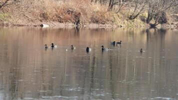 The wild ducks swimming in the river with the sunset reflection on the water surface photo
