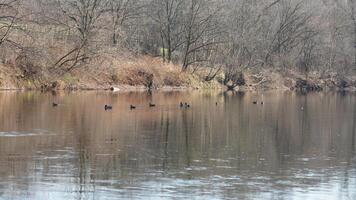 The wild ducks swimming in the river with the sunset reflection on the water surface photo