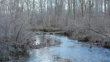 The forest landscape with one river running in the valley in winter photo