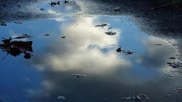 The reflection view from the water pool surface after the raining photo