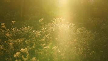 The wild soft reeds view undet the sunset sunlight in winter photo