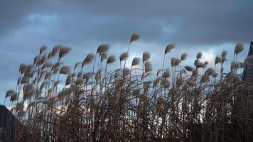 The wild soft reeds view undet the sunset sunlight in winter photo