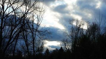 The bare branches trees view with the blue sky as background in winter photo