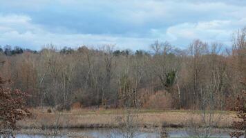 The bare branches trees view with the blue sky as background in winter photo