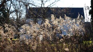 The wild soft reeds view undet the sunset sunlight in winter photo