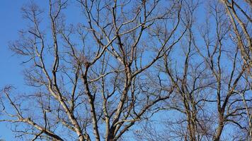 The bare branches trees view with the blue sky as background in winter photo