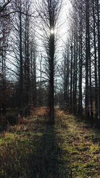 The bare branches trees view with the blue sky as background in winter photo