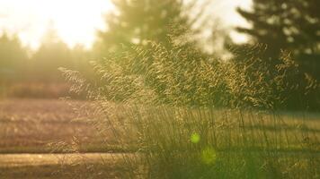The wild soft reeds view undet the sunset sunlight in winter photo