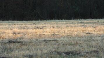 The wild soft reeds view undet the sunset sunlight in winter photo