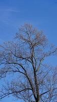 The bare branches trees view with the blue sky as background in winter photo