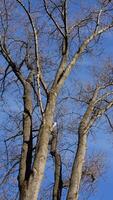 The bare branches trees view with the blue sky as background in winter photo