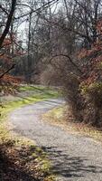 The forest view with the narrow country road across them in winter photo