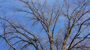 The bare branches trees view with the blue sky as background in winter photo
