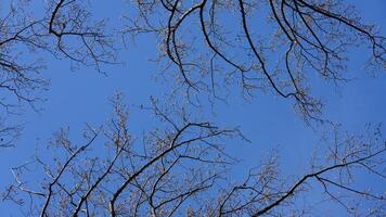The bare branches trees view with the blue sky as background in winter photo