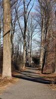 The forest view with the narrow country road across them in winter photo