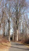 The forest view with the narrow country road across them in winter photo